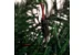 Ёлка искусственная, светодиодная, 180 см, 200 веток, 137 диодов, RGB, со звёздами
