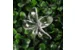 Гирлянда садовая INBLOOM Цветок , на солнечной батарее, 25 LED, 7 м, 2 режима