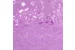 Корзина для хранения универсальная с крышкой, 34*27*20 см, пластик